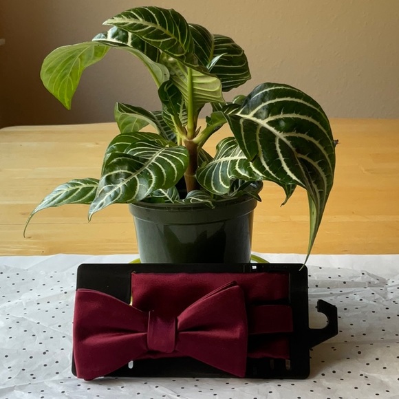 👔🥸👔 KHOL’S MEN’S  BOW TIE 🥸👔🥸 NWT 🥸👔🥸 - Picture 15 of 16
